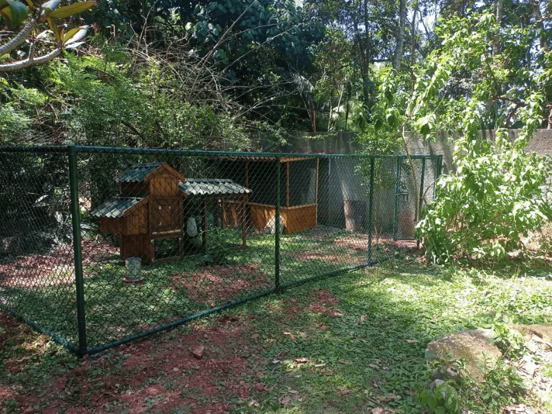 comercialrosalles.canil-gatil-viveiro4